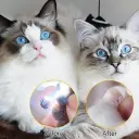 thumbnail - 2025-09-04T172535.966.webp